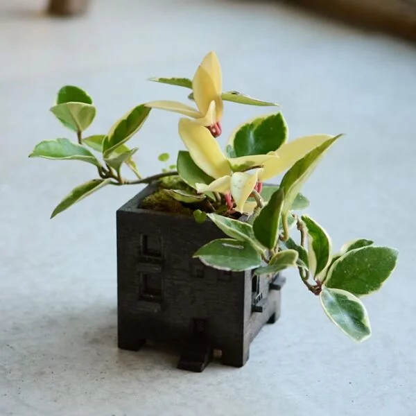 Motif - MANSION PLANTER ( SUMI ) / 黑灰款 8
