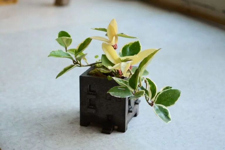 Motif - MANSION PLANTER ( SUMI ) / 黑灰款 4